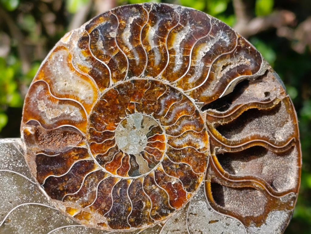 Polished and Natural Cleoniceras Ammonite Fossil Pairs x 3 From Tulear, Madagascar - Toprock Gemstones and Minerals 