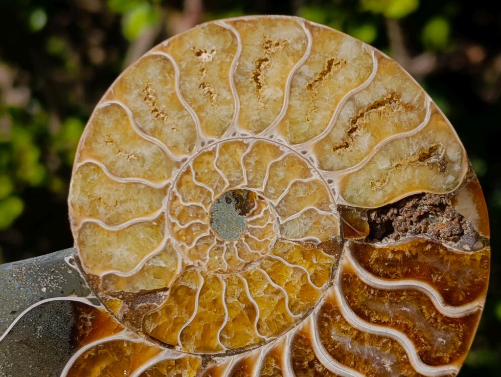 Polished and Natural Cleoniceras Ammonite Fossil Pairs x 3 From Tulear, Madagascar - Toprock Gemstones and Minerals 