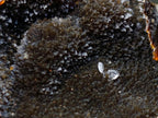 Polished and Natural Septerye Sauvage Display Crystals x 2 From Mahajanga, Madagascar - Toprock Gemstones and Minerals 