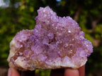Natural Mix of Spirit Quartz Clusters x 12 From Boekenhouthoek, South Africa - Toprock Gemstones and Minerals 