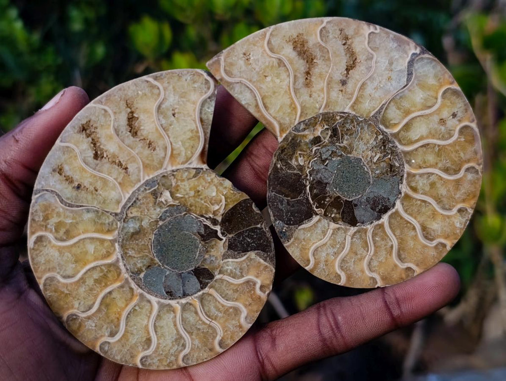 Polished and Natural Cleoniceras Ammonite Fossil Pairs x 12 From Tulear, Madagascar - Toprock Gemstones and Minerals 