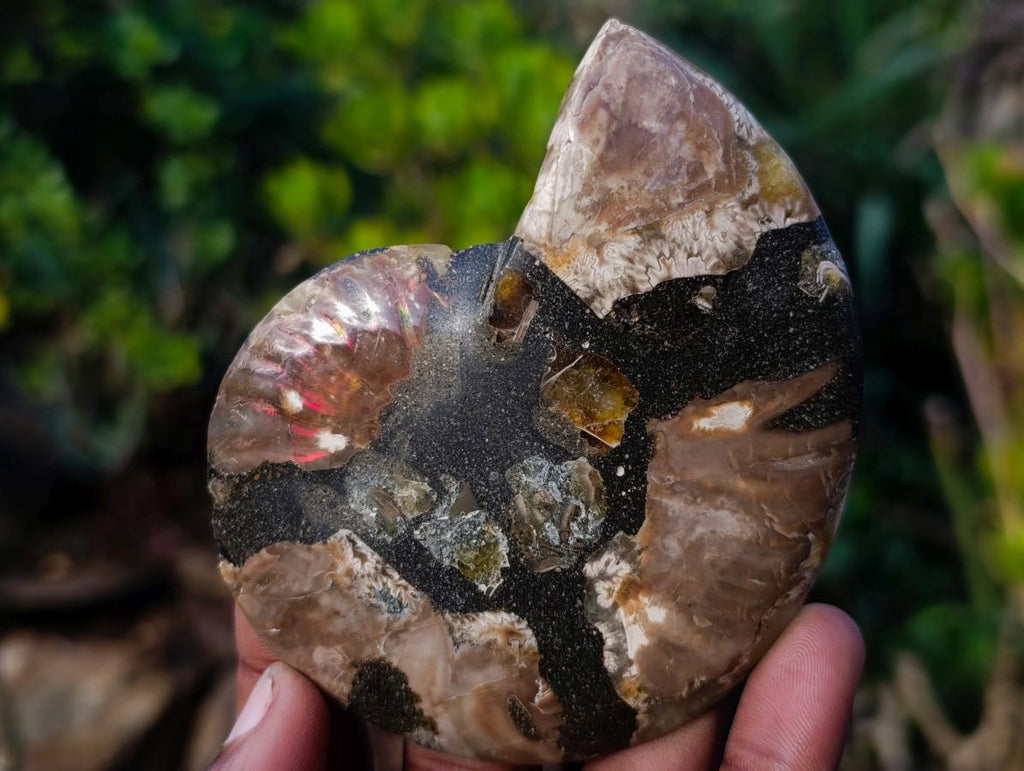 Polished and Natural Cleoniceras Ammonite Fossil Pairs x 12 From Tulear, Madagascar - Toprock Gemstones and Minerals 