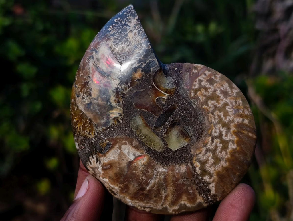 Polished and Natural Cleoniceras Ammonite Fossil Pairs x 12 From Tulear, Madagascar - Toprock Gemstones and Minerals 
