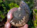 Polished and Natural Cleoniceras Ammonite Fossil Pairs x 12 From Tulear, Madagascar - Toprock Gemstones and Minerals 