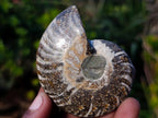 Polished and Natural Cleoniceras Ammonite Fossil Pairs x 12 From Tulear, Madagascar - Toprock Gemstones and Minerals 