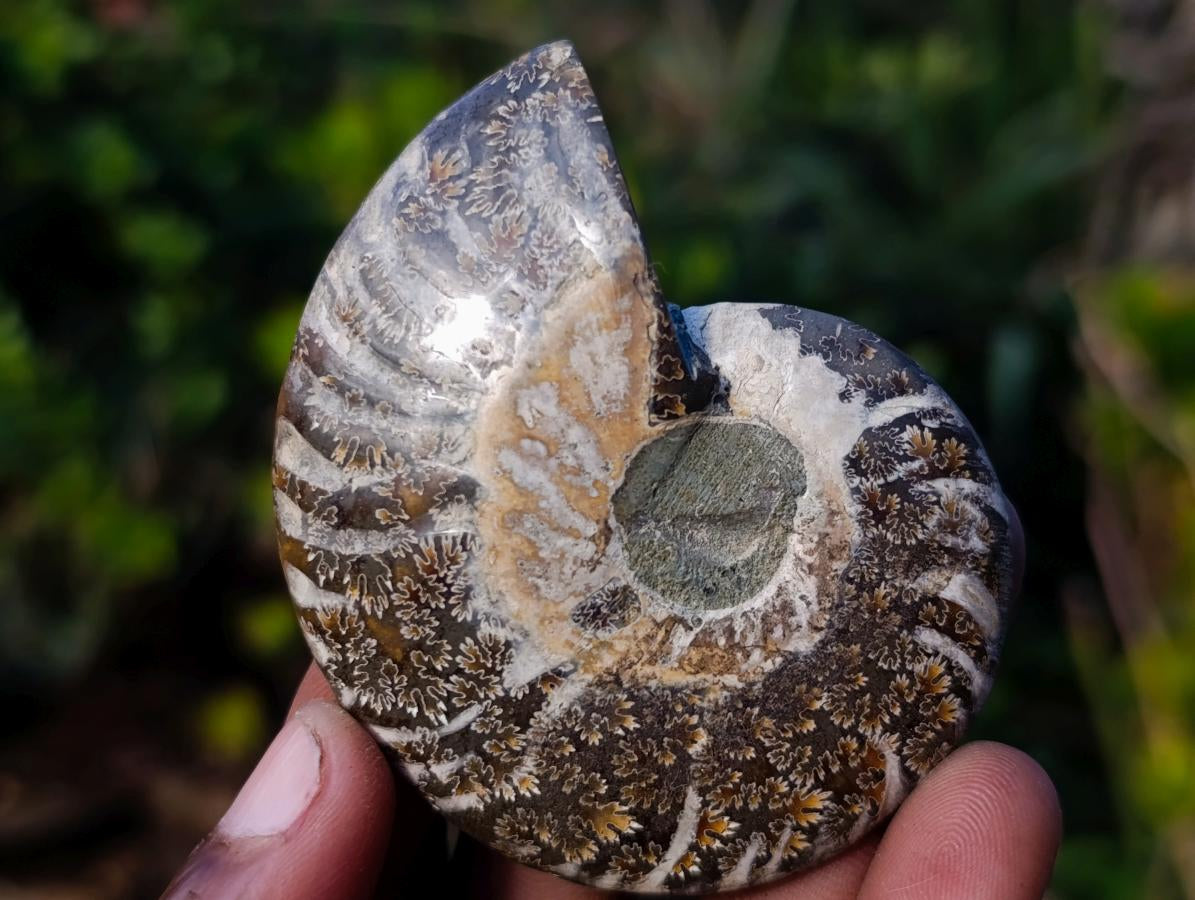 Polished and Natural Cleoniceras Ammonite Fossil Pairs x 12 From Tulear, Madagascar - Toprock Gemstones and Minerals 