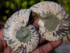 Polished and Natural Cleoniceras Ammonite Fossil Pairs x 12 From Tulear, Madagascar - Toprock Gemstones and Minerals 