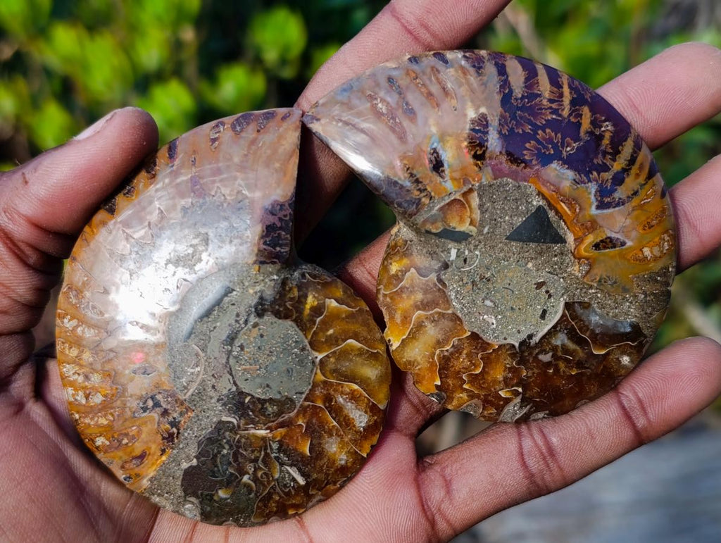 Polished and Natural Cleoniceras Ammonite Fossil Pairs x 12 From Tulear, Madagascar - Toprock Gemstones and Minerals 
