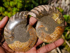 Polished and Natural Cleoniceras Ammonite Fossil Pairs x 12 From Tulear, Madagascar - Toprock Gemstones and Minerals 