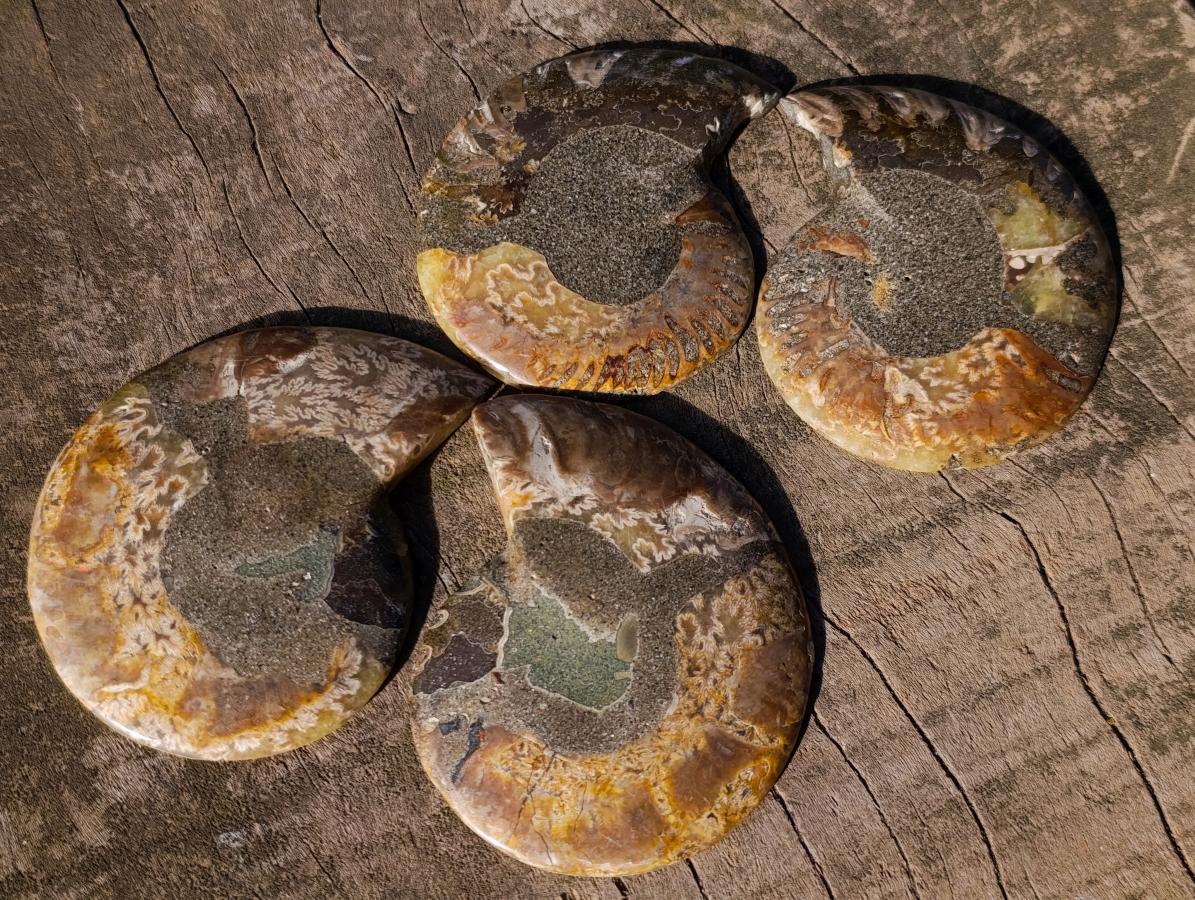 Polished and Natural Cleoniceras Ammonite Fossil Pairs x 12 From Tulear, Madagascar - Toprock Gemstones and Minerals 