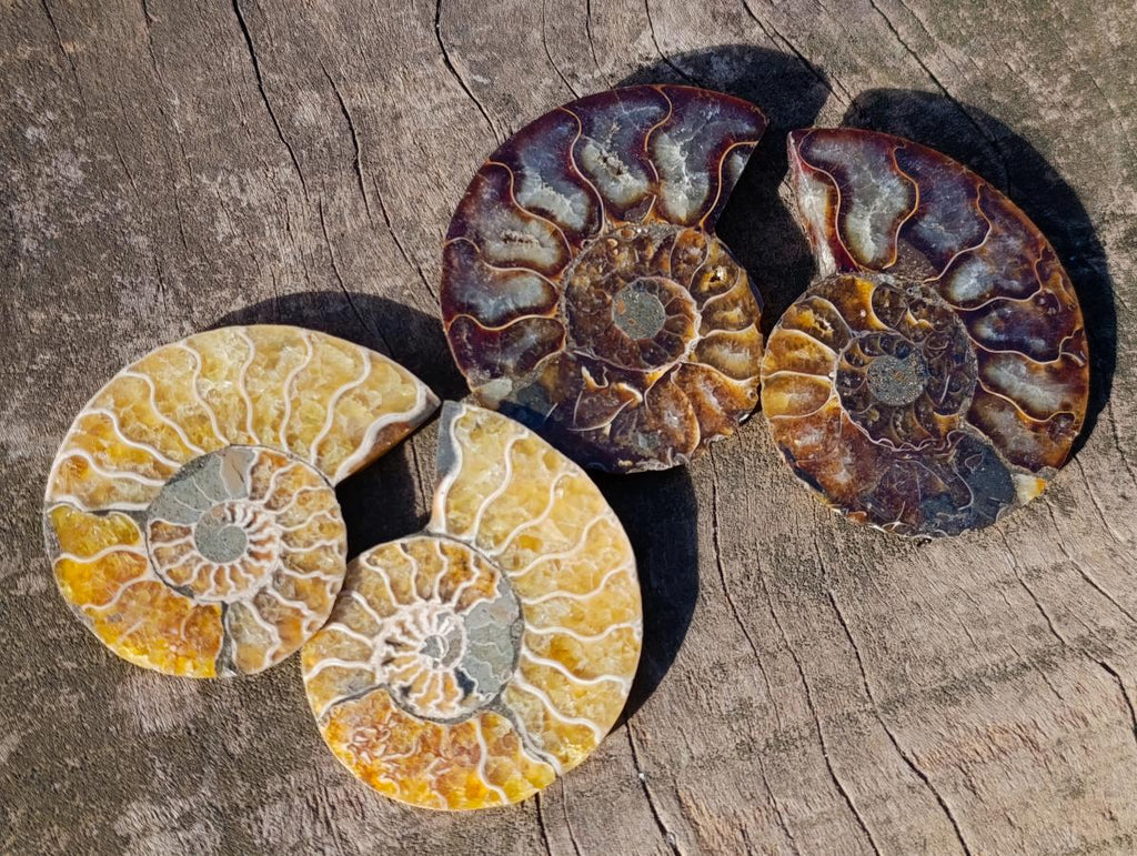 Polished and Natural Cleoniceras Ammonite Fossil Pairs x 12 From Tulear, Madagascar - Toprock Gemstones and Minerals 