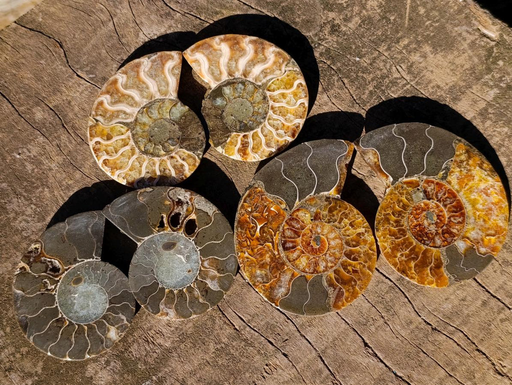 Polished and Natural Cleoniceras Ammonite Fossil Pairs x 12 From Tulear, Madagascar - Toprock Gemstones and Minerals 