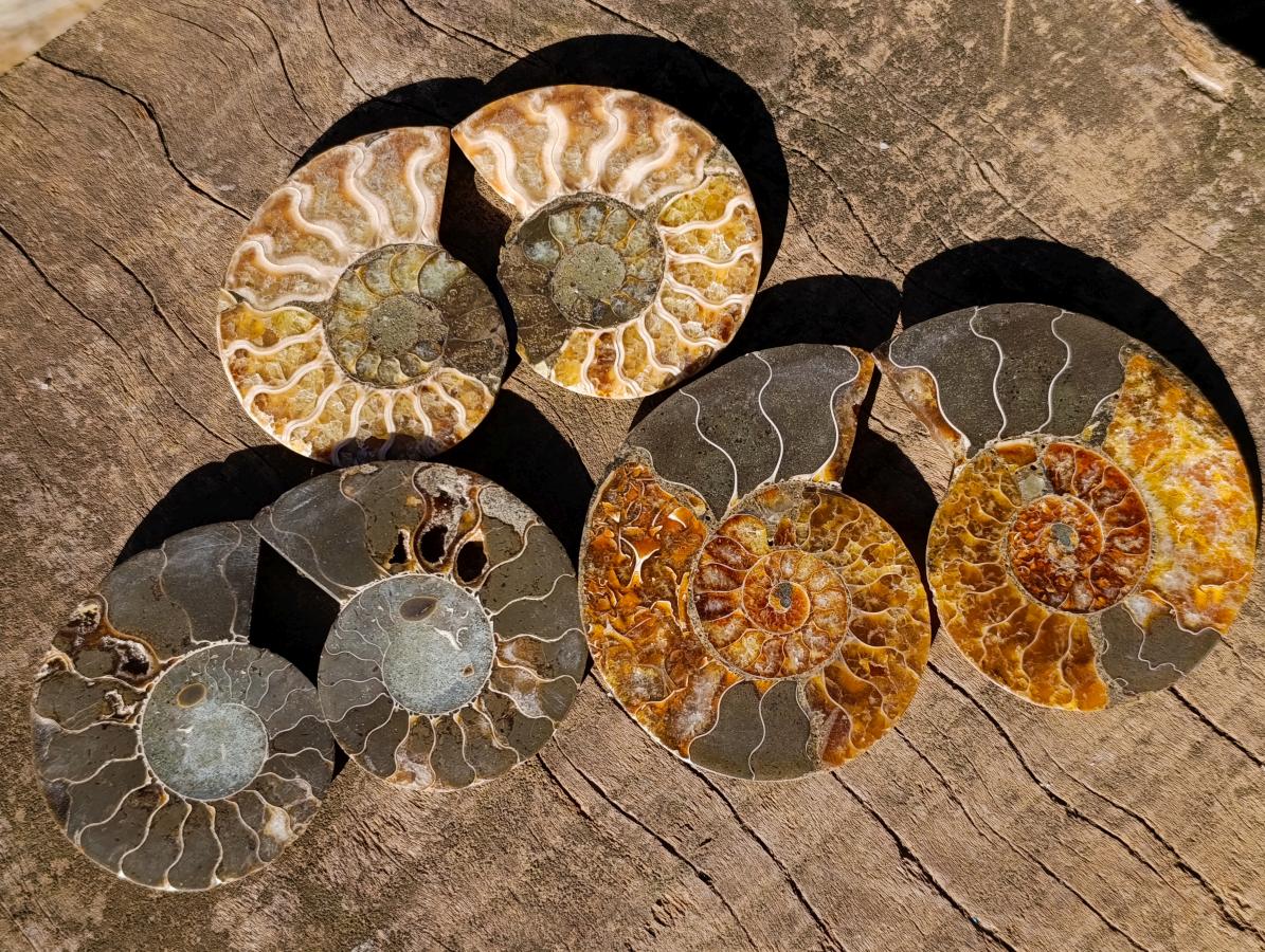 Polished and Natural Cleoniceras Ammonite Fossil Pairs x 12 From Tulear, Madagascar - Toprock Gemstones and Minerals 