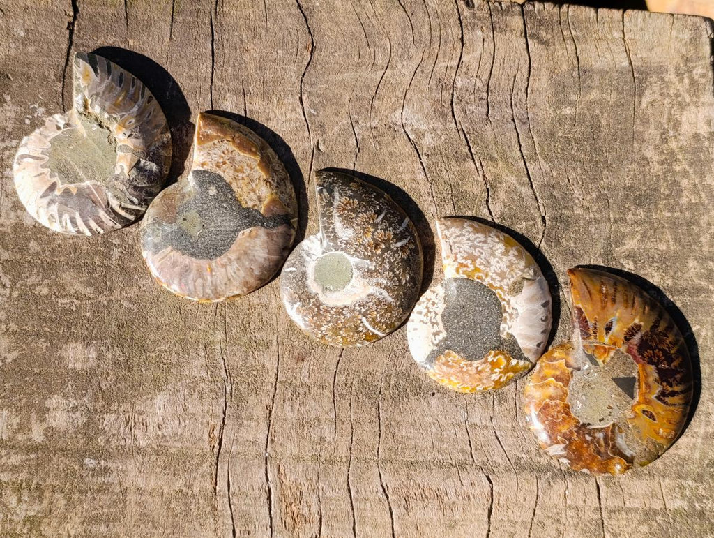 Polished and Natural Cleoniceras Ammonite Fossil Pairs x 12 From Tulear, Madagascar - Toprock Gemstones and Minerals 