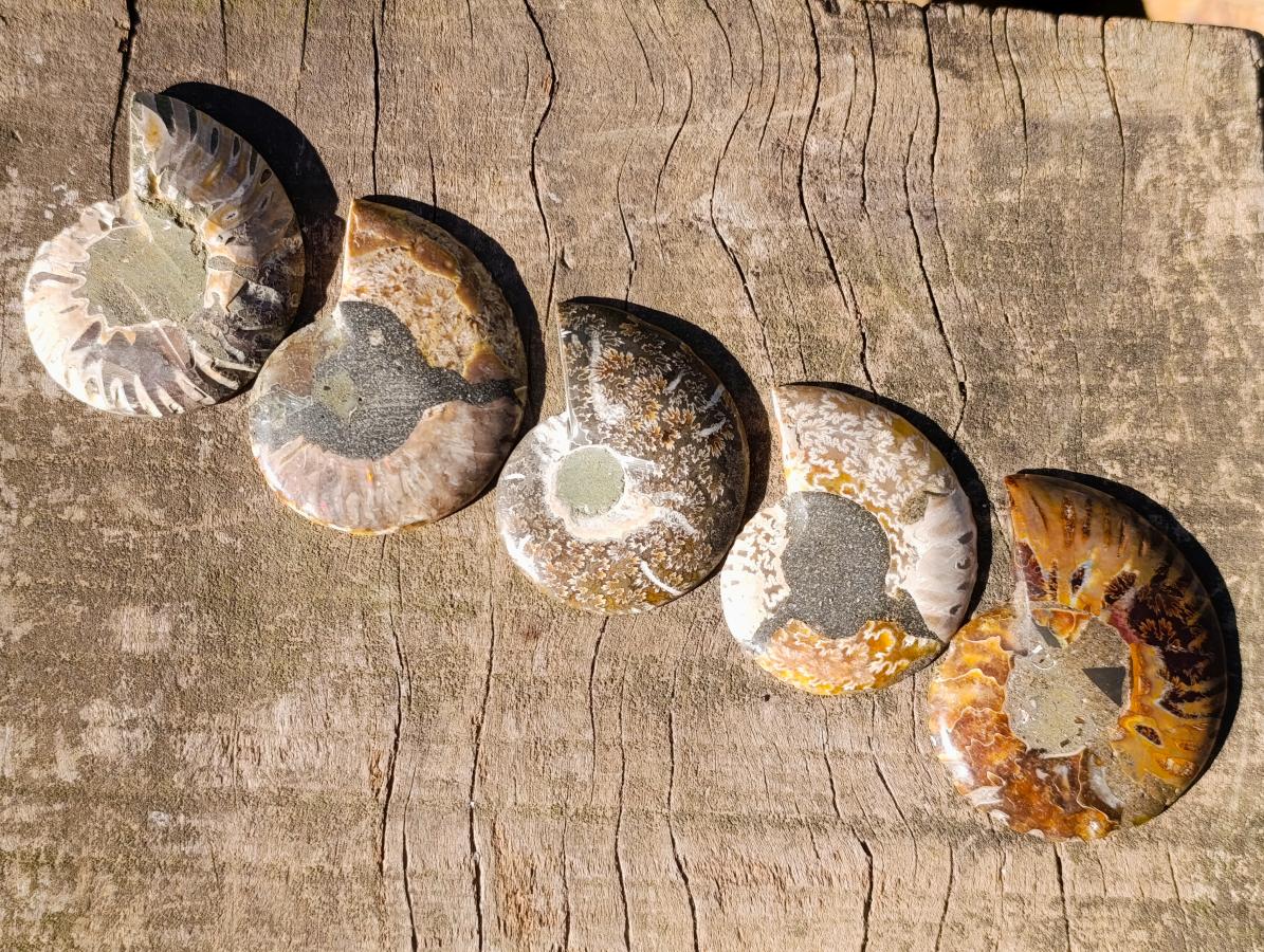Polished and Natural Cleoniceras Ammonite Fossil Pairs x 12 From Tulear, Madagascar - Toprock Gemstones and Minerals 
