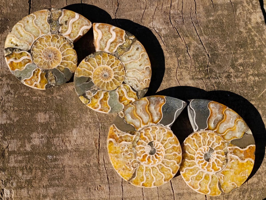 Polished and Natural Cleoniceras Ammonite Fossil Pairs x 12 From Tulear, Madagascar - Toprock Gemstones and Minerals 