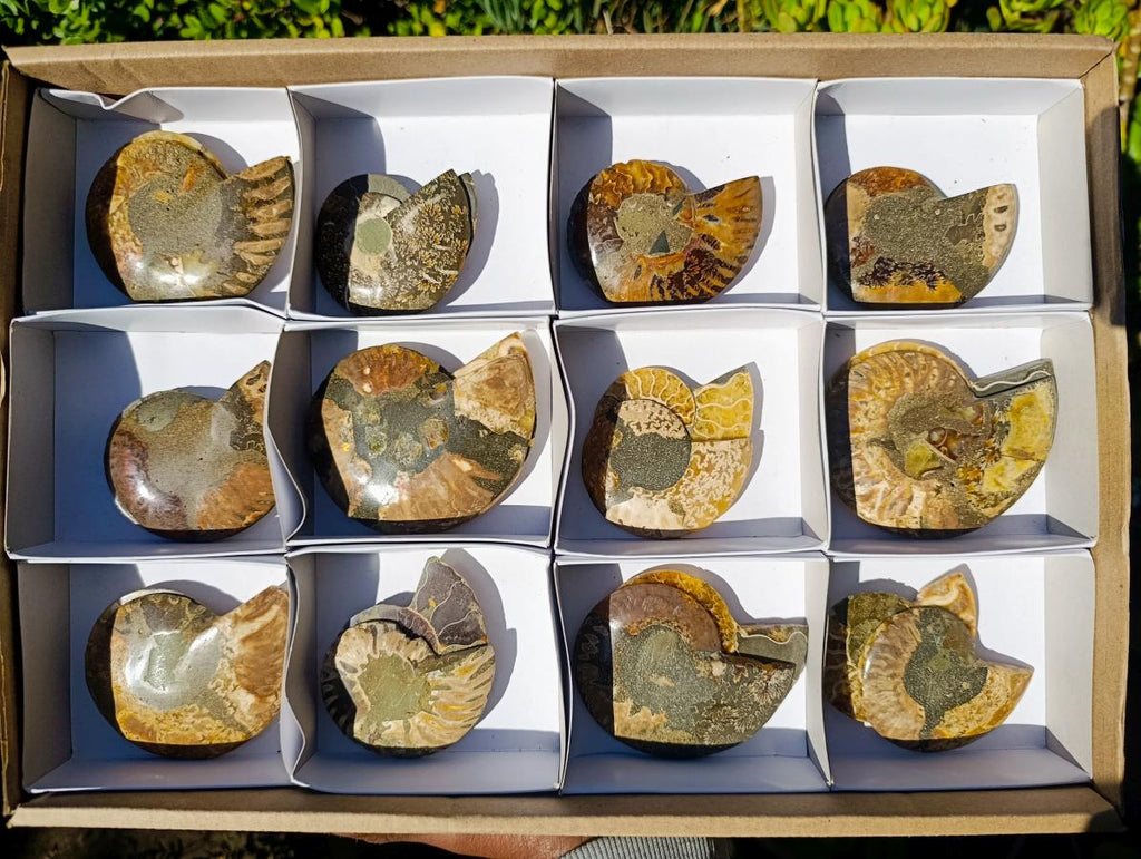 Polished and Natural Cleoniceras Ammonite Fossil Pairs x 12 From Tulear, Madagascar - Toprock Gemstones and Minerals 