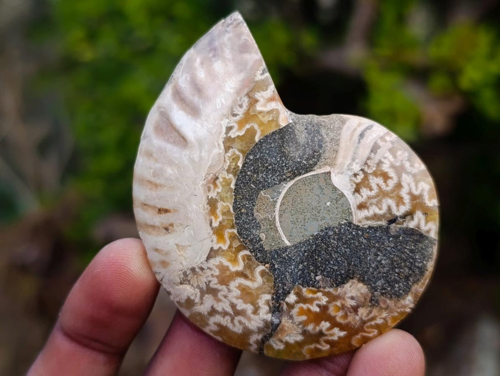 Polished and Natural Cleoniceras Ammonite Fossil Pairs x 12 From Tulear, Madagascar - Toprock Gemstones and Minerals 