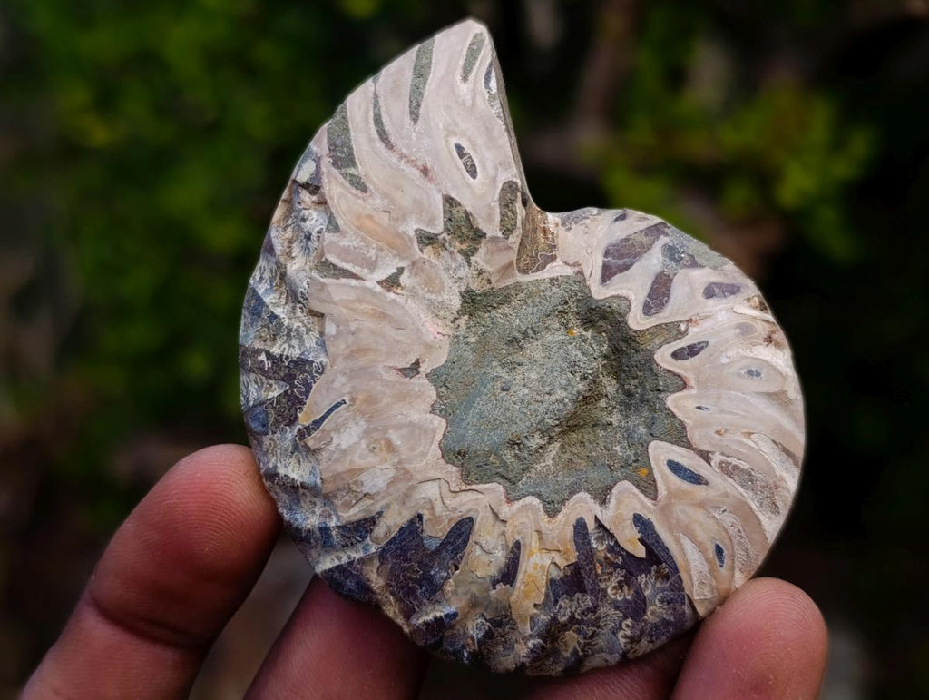 Polished and Natural Cleoniceras Ammonite Fossil Pairs x 12 From Tulear, Madagascar - Toprock Gemstones and Minerals 
