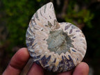 Polished and Natural Cleoniceras Ammonite Fossil Pairs x 12 From Tulear, Madagascar - Toprock Gemstones and Minerals 