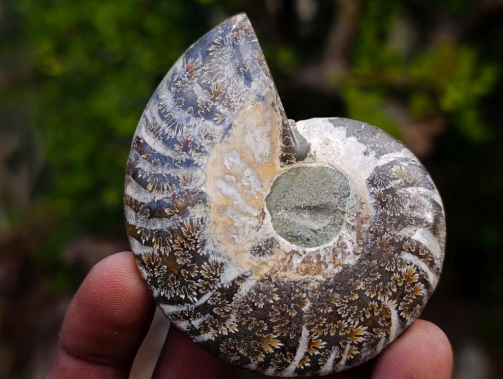 Polished and Natural Cleoniceras Ammonite Fossil Pairs x 12 From Tulear, Madagascar - Toprock Gemstones and Minerals 