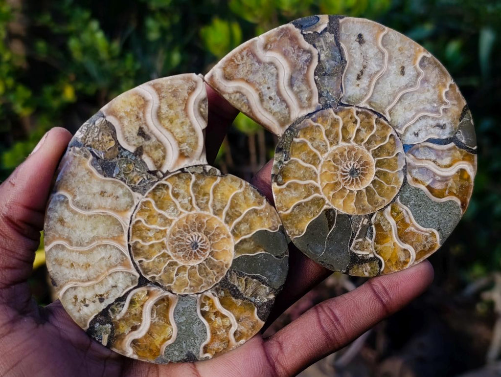 Polished and Natural Cleoniceras Ammonite Fossil Pairs x 12 From Tulear, Madagascar - Toprock Gemstones and Minerals 