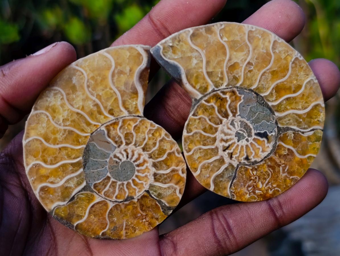 Polished and Natural Cleoniceras Ammonite Fossil Pairs x 12 From Tulear, Madagascar - Toprock Gemstones and Minerals 