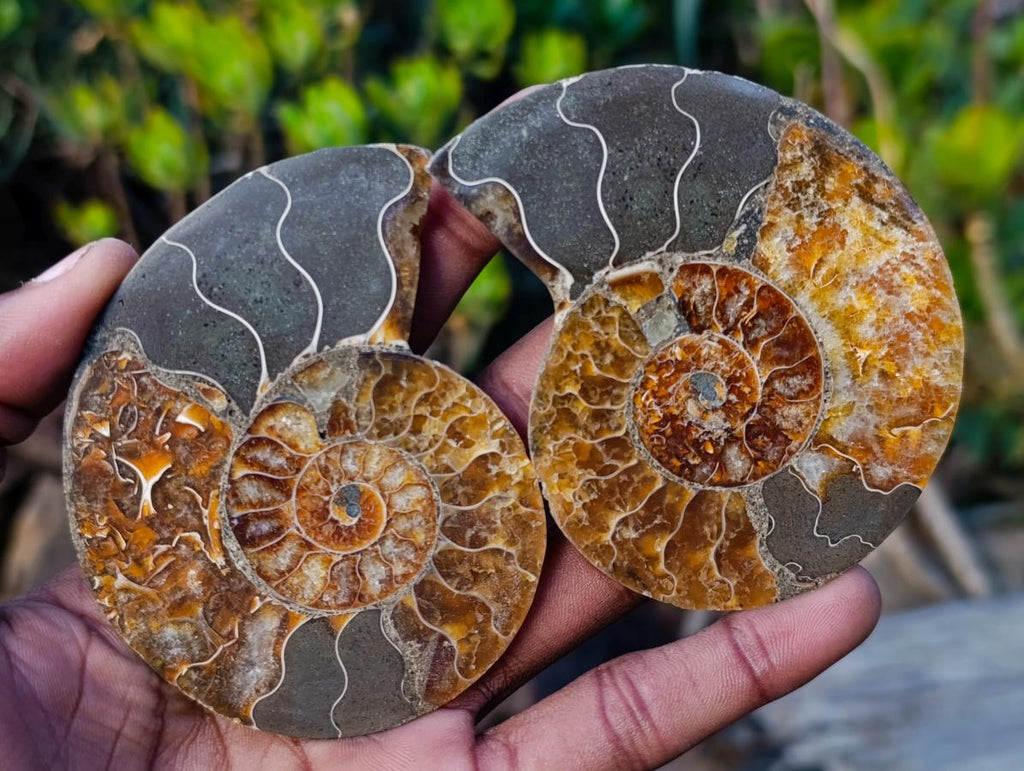 Polished and Natural Cleoniceras Ammonite Fossil Pairs x 12 From Tulear, Madagascar - Toprock Gemstones and Minerals 