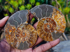 Polished and Natural Cleoniceras Ammonite Fossil Pairs x 12 From Tulear, Madagascar - Toprock Gemstones and Minerals 