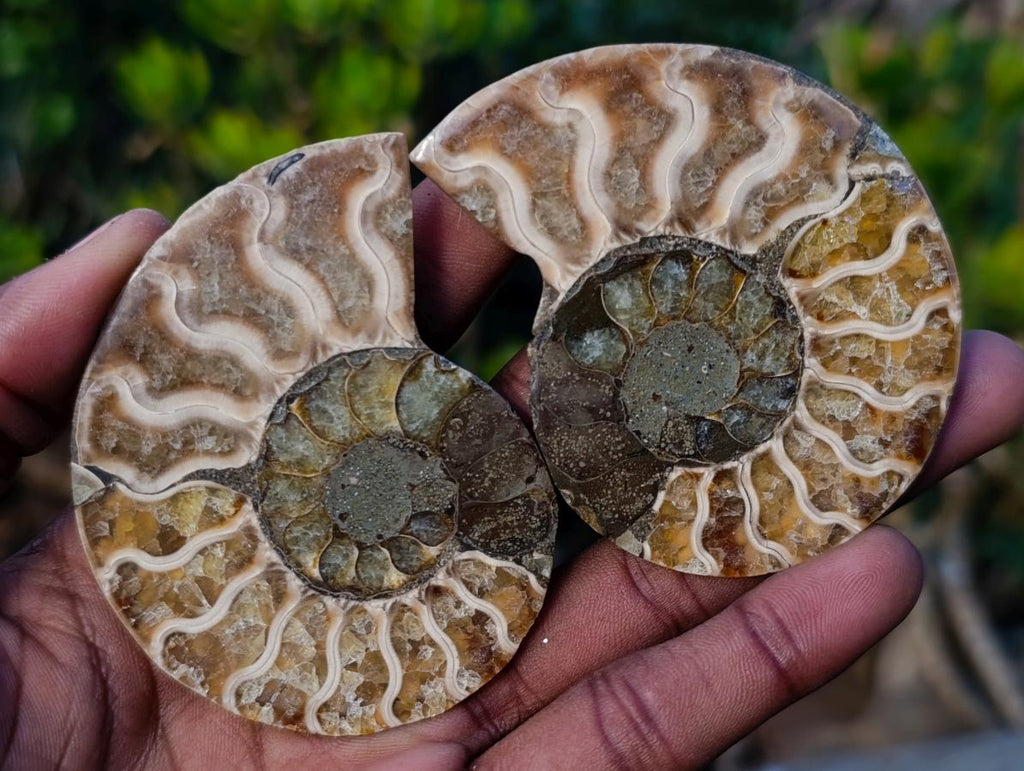 Polished and Natural Cleoniceras Ammonite Fossil Pairs x 12 From Tulear, Madagascar - Toprock Gemstones and Minerals 