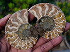 Polished and Natural Cleoniceras Ammonite Fossil Pairs x 12 From Tulear, Madagascar - Toprock Gemstones and Minerals 
