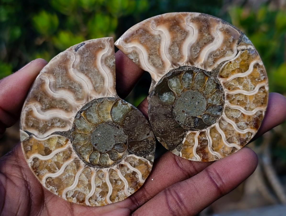 Polished and Natural Cleoniceras Ammonite Fossil Pairs x 12 From Tulear, Madagascar - Toprock Gemstones and Minerals 