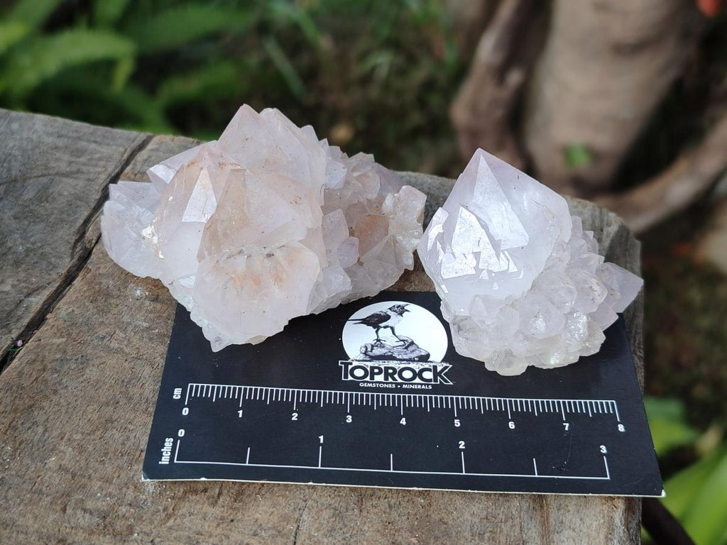 Natural Cactus Flower Spirit Quartz Crystals x 12 From Boekenhouthoek, South Africa - Toprock Gemstones and Minerals 