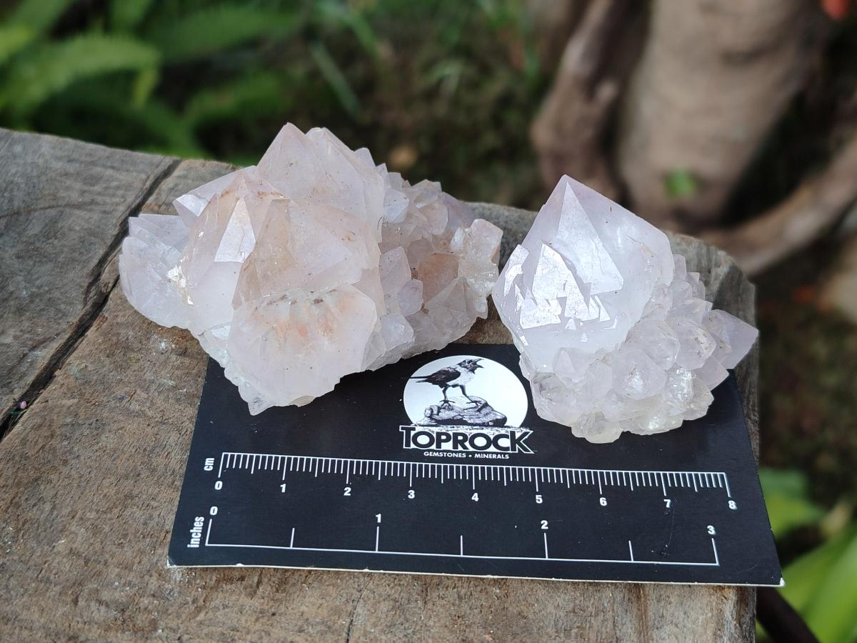 Natural Cactus Flower Spirit Quartz Crystals x 12 From Boekenhouthoek, South Africa - Toprock Gemstones and Minerals 