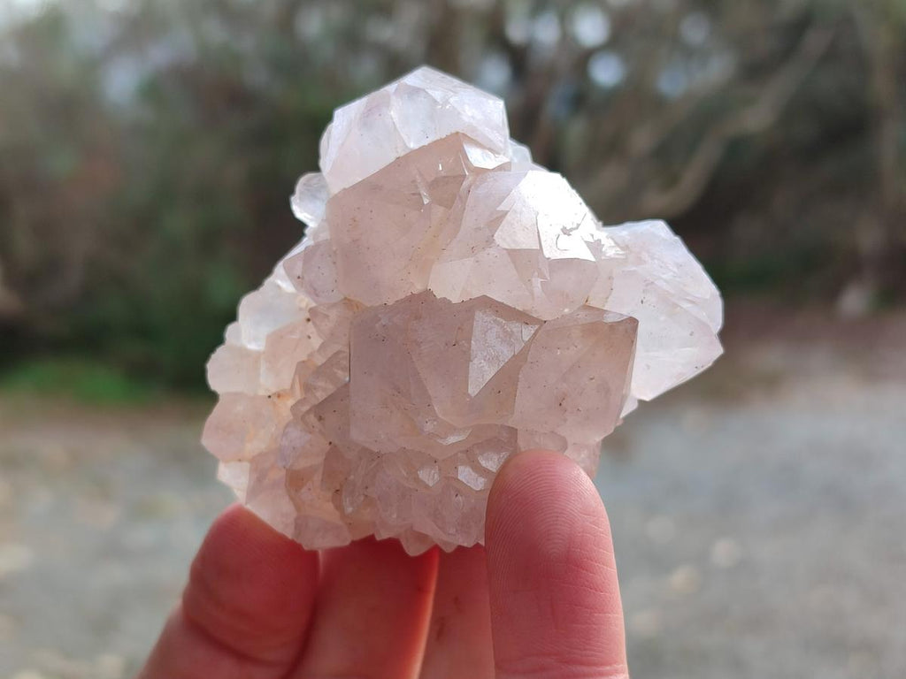 Natural Cactus Flower Spirit Quartz Crystals x 12 From Boekenhouthoek, South Africa - Toprock Gemstones and Minerals 