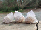 Natural Cactus Flower Spirit Quartz Crystals x 12 From Boekenhouthoek, South Africa - Toprock Gemstones and Minerals 