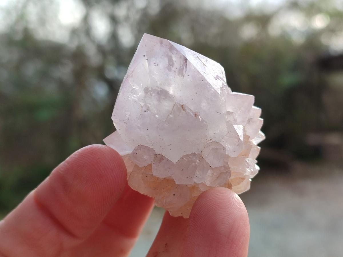 Natural Cactus Flower Spirit Quartz Crystals x 12 From Boekenhouthoek, South Africa - Toprock Gemstones and Minerals 
