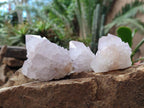 Natural Cactus Flower Spirit Quartz Crystals x 12 From Boekenhouthoek, South Africa - Toprock Gemstones and Minerals 