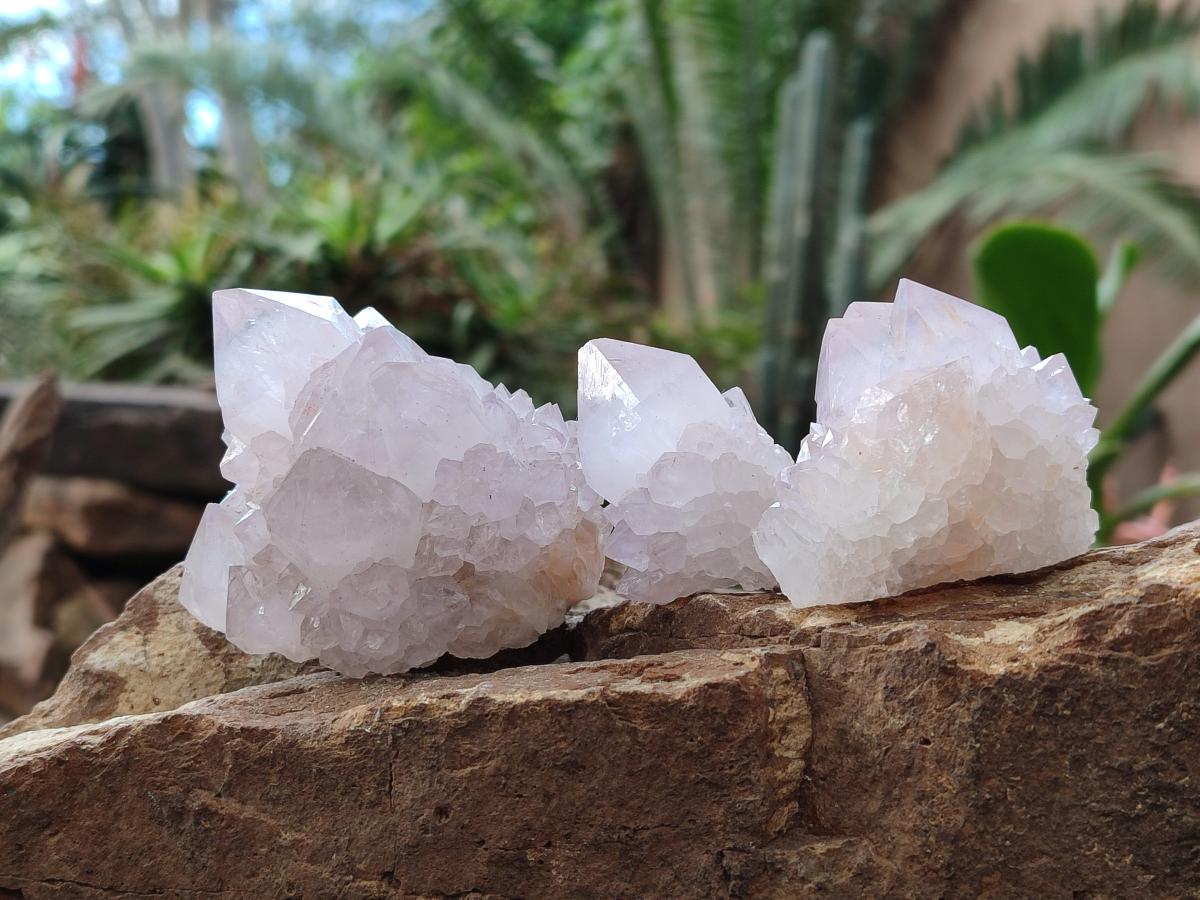Natural Cactus Flower Spirit Quartz Crystals x 12 From Boekenhouthoek, South Africa - Toprock Gemstones and Minerals 