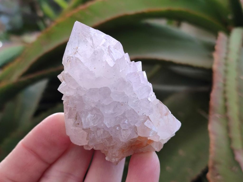 Natural Cactus Flower Spirit Quartz Crystals x 12 From Boekenhouthoek, South Africa - Toprock Gemstones and Minerals 