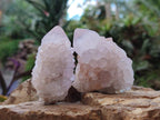 Natural Cactus Flower Spirit Quartz Crystals x 12 From Boekenhouthoek, South Africa - Toprock Gemstones and Minerals 