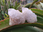Natural Cactus Flower Spirit Quartz Crystals x 12 From Boekenhouthoek, South Africa - Toprock Gemstones and Minerals 