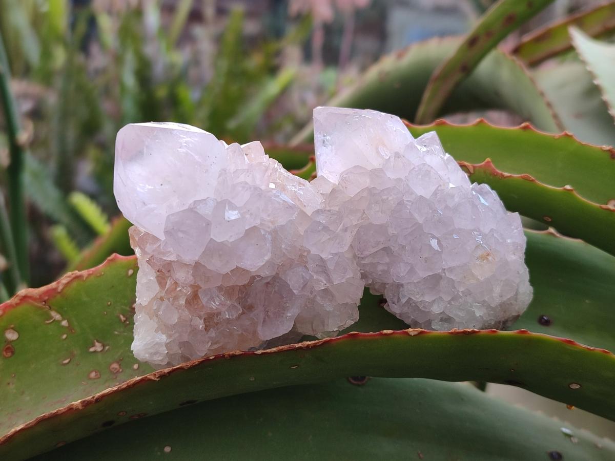Natural Cactus Flower Spirit Quartz Crystals x 12 From Boekenhouthoek, South Africa - Toprock Gemstones and Minerals 