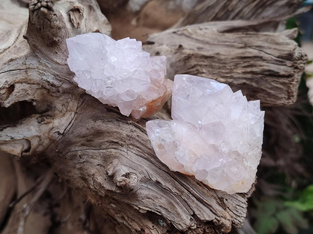 Natural Cactus Flower Spirit Quartz Crystals x 12 From Boekenhouthoek, South Africa - Toprock Gemstones and Minerals 