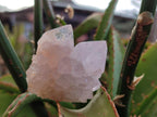 Natural Cactus Flower Spirit Quartz Crystals x 12 From Boekenhouthoek, South Africa - Toprock Gemstones and Minerals 