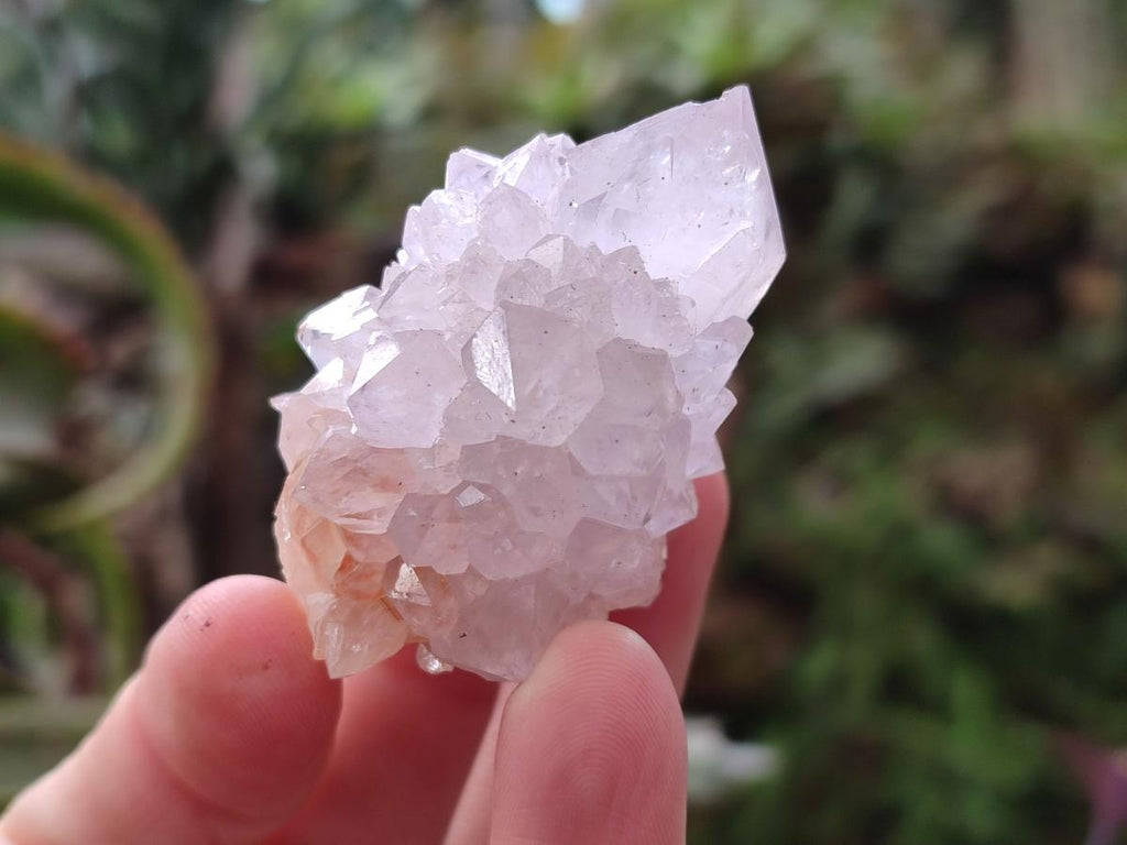 Natural Cactus Flower Spirit Quartz Crystals x 12 From Boekenhouthoek, South Africa - Toprock Gemstones and Minerals 