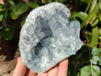 Natural Blue Celestite Specimens x 2 From Sakoany, Madagascar - Toprock Gemstones and Minerals 