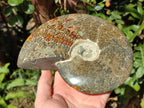 Polished Large Whole "Jigsaw" Cleoniceras Ammonite Fossil x 1 From Tulear, Madagascar - Toprock Gemstones and Minerals 