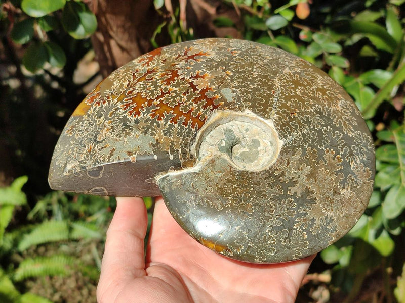 Polished Large Whole "Jigsaw" Cleoniceras Ammonite Fossil x 1 From Tulear, Madagascar - Toprock Gemstones and Minerals 