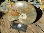 Polished Large Whole "Jigsaw" Cleoniceras Ammonite Fossil x 1 From Tulear, Madagascar - Toprock Gemstones and Minerals 